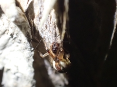 Theridion theridioides