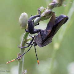 Anoplocnemis phasianus