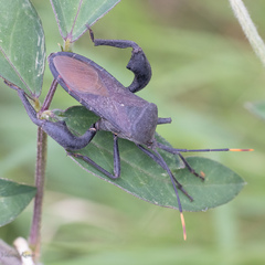 Anoplocnemis phasianus
