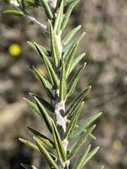 Phylica elimensis