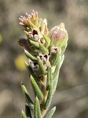 Phylica elimensis
