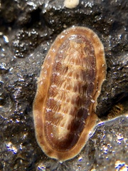 Ischnochiton torri