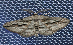 Ecleora solieraria