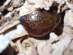 Dicranosterna semipunctata