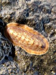 Ischnochiton torri