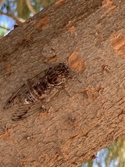 Cicada mordoganensis