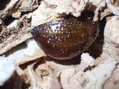 Dicranosterna semipunctata