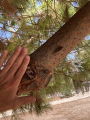 Cicada mordoganensis