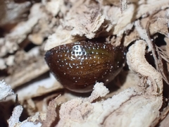 Dicranosterna semipunctata