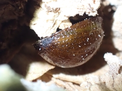 Dicranosterna semipunctata