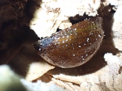 Dicranosterna semipunctata