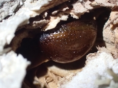 Dicranosterna semipunctata