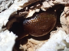 Dicranosterna semipunctata