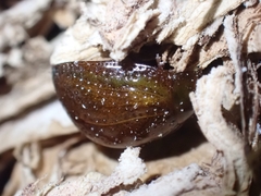Dicranosterna semipunctata