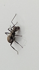Polyrhachis cupreata