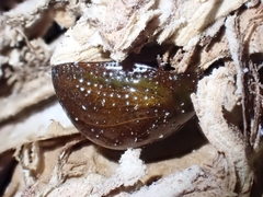 Dicranosterna semipunctata