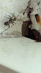 Polyrhachis cupreata