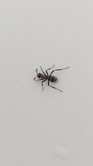 Polyrhachis cupreata