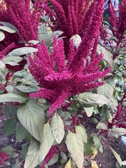 Amaranthus caudatus