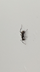 Polyrhachis cupreata