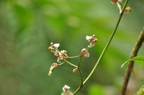Image of Cyrtochilum midas by (c) Thibaud Aronson, some rights reserved (CC BY-SA)