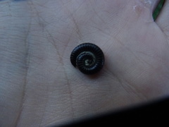 Ommatoiulus rutilans