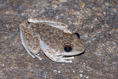 Litoria coplandi