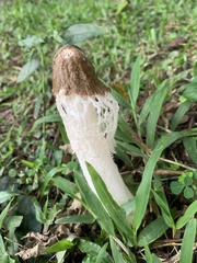 Phallus atrovolvatus