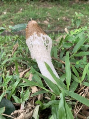 Phallus atrovolvatus
