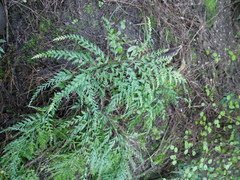 Asplenium hookerianum