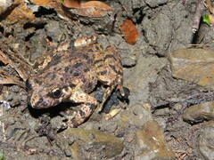 Pelodytes caucasicus