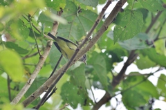 Vireo leucophrys