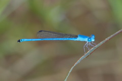 Ceriagrion azureum