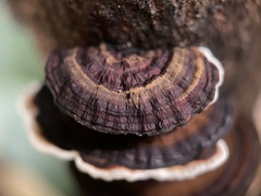 Daedaleopsis styracina