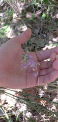 Allium carinatum