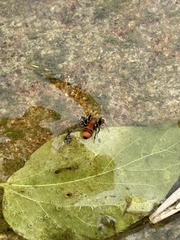 Castianeira alteranda