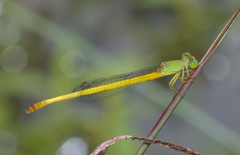 Ceriagrion indochinense