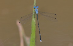 Lestes dorothea