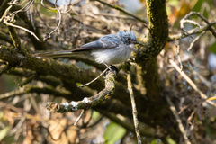 Elminia albicauda