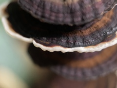 Daedaleopsis styracina