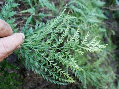 Asplenium hookerianum