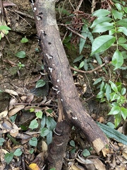 Daedaleopsis styracina