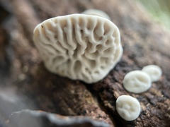 Daedaleopsis styracina