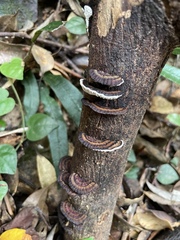 Daedaleopsis styracina