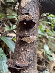 Daedaleopsis styracina