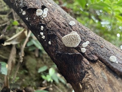 Daedaleopsis styracina