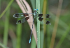Orolestes octomaculatus