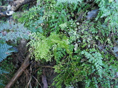 Asplenium hookerianum
