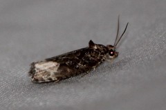 Apotomis capreana