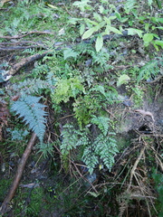 Asplenium hookerianum